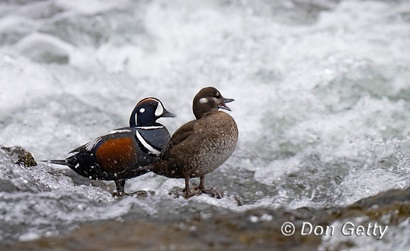 Harlequin Duck
