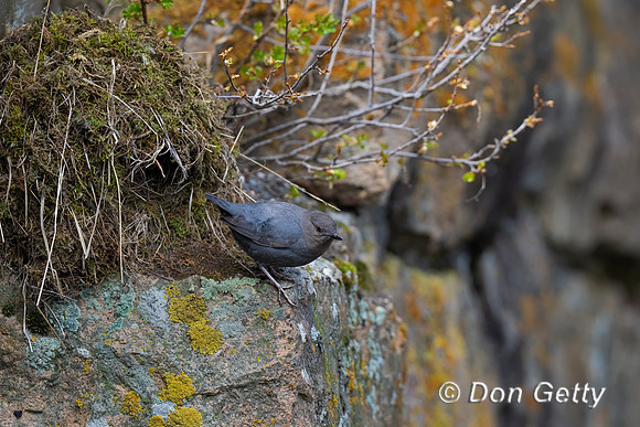 American Dipper