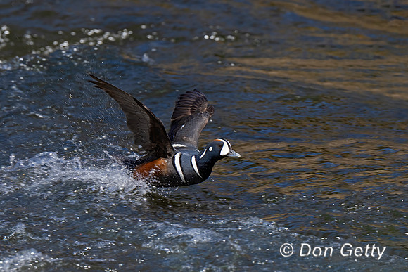 Harlequin Duck