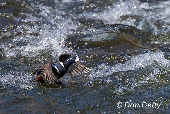 Harlequin Duck