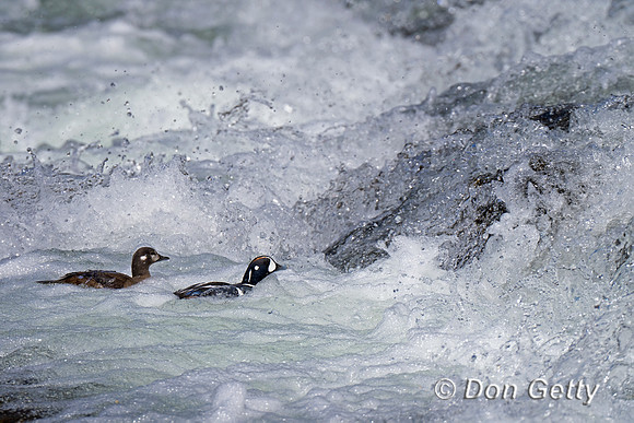 Harlequin Duck