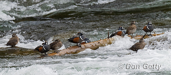 Harlequin Duck