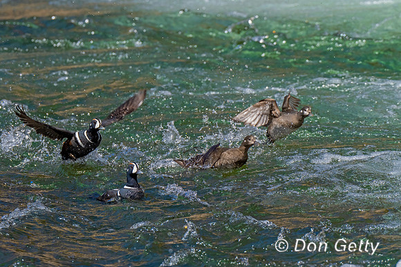 Harlequin Duck