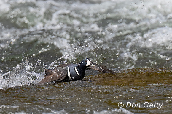 Harlequin Duck