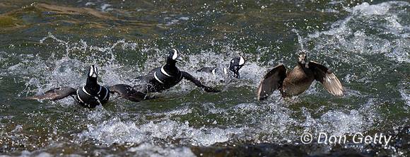 Harlequin Duck