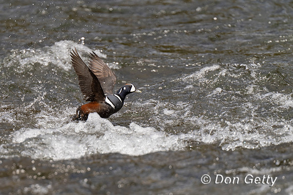 Harlequin Duck