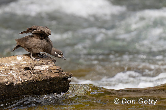 Harlequin Duck