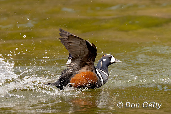 Harlequin Duck