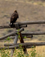 Golden Eagle