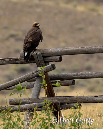 Golden Eagle