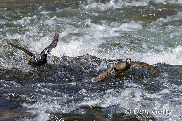 Harlequin Duck