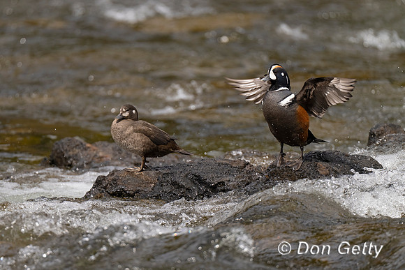 Harlequin Duck