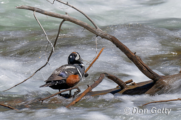 Harlequin Duck