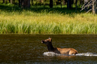 Elk running