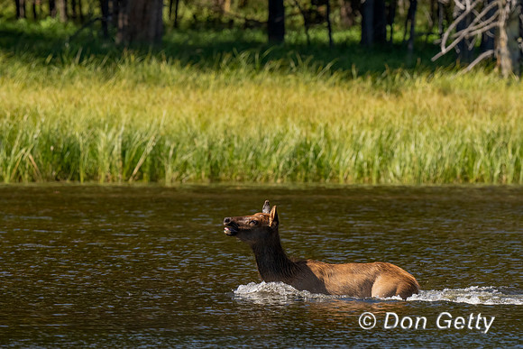 Elk running