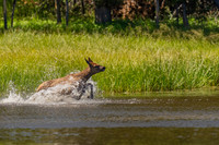 Elk running