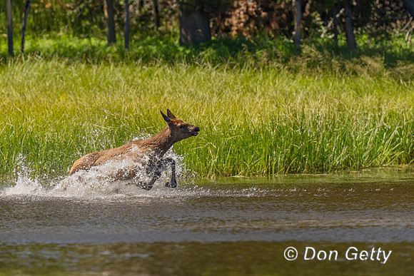 Elk running