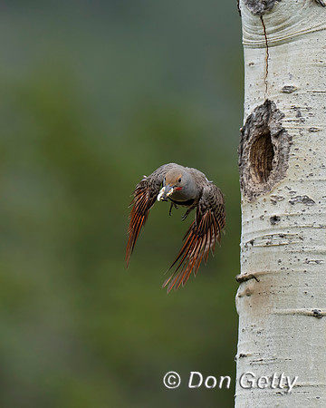 Northern Flicker