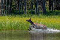 Elk running
