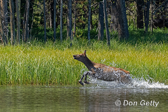 Elk running