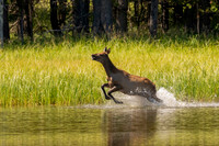 Elk running