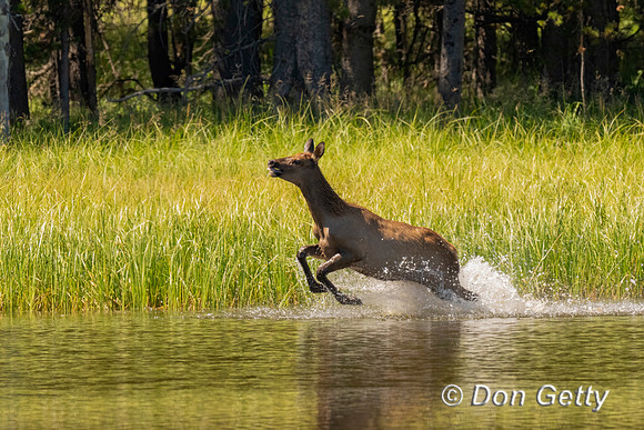 Elk running