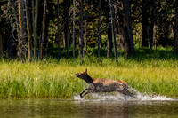 Elk running