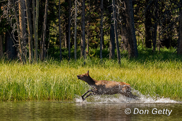 Elk running