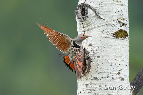 Northern Flicker