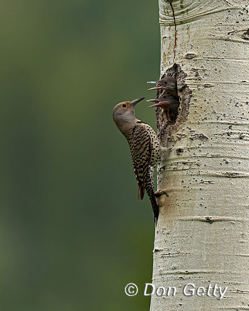 Northern Flicker