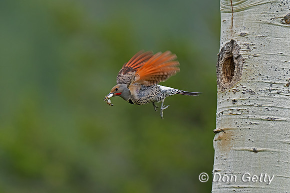 Northern Flicker