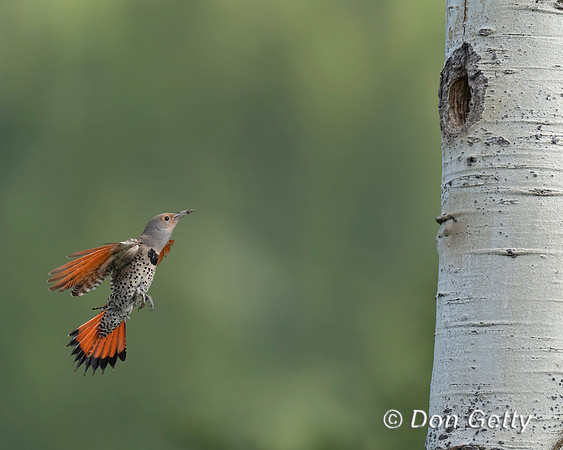 Northern Flicker