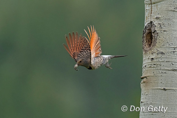Northern Flicker