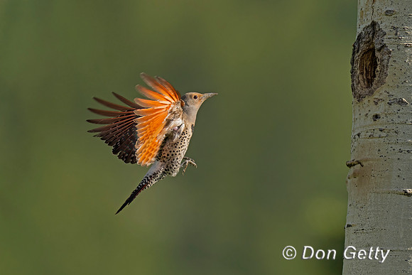 Northern Flicker