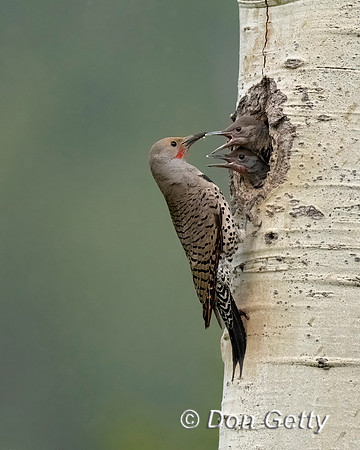 Northern Flicker