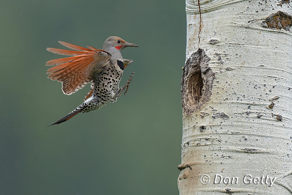 Northern Flicker
