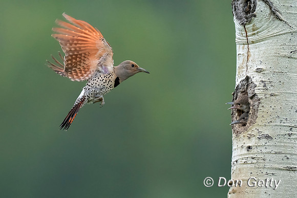 Northern Flicker