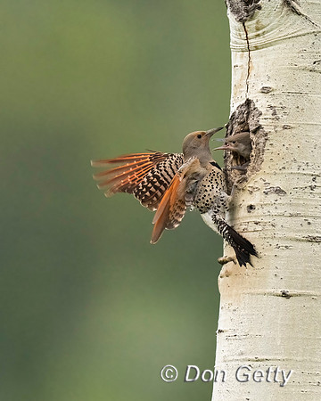 Northern Flicker