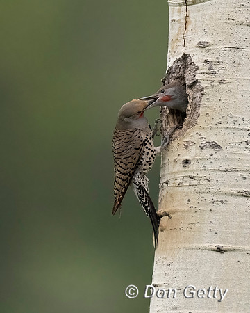 Northern Flicker