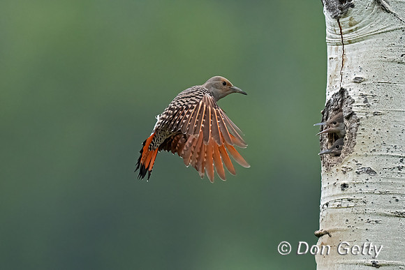 Northern Flicker