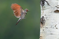 Wyoming, Shoshone National Forest