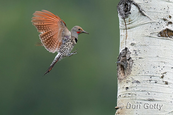 Northern Flicker