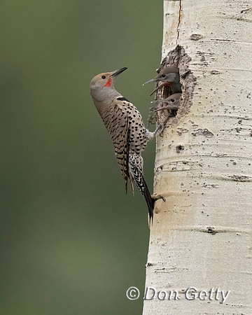 Northern Flicker