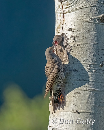 Northern Flicker