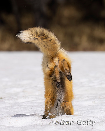 Red Fox