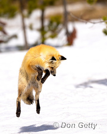 Red Fox