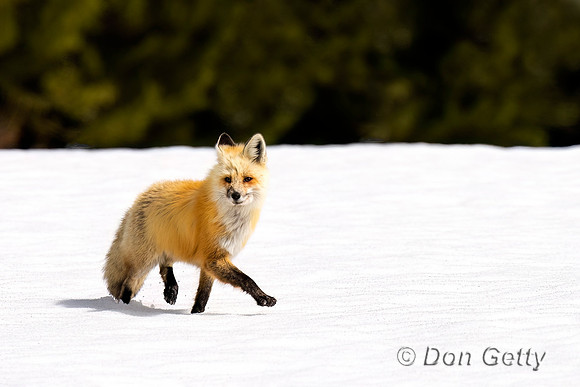 Red Fox