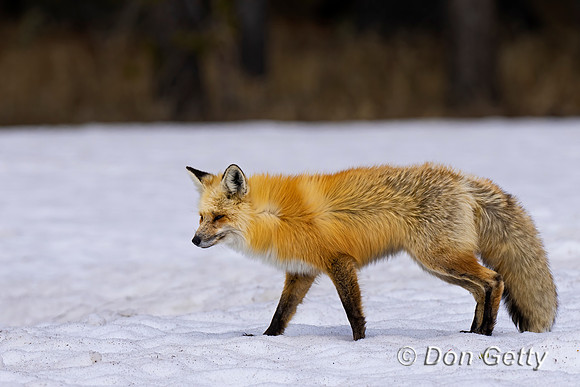 Red Fox