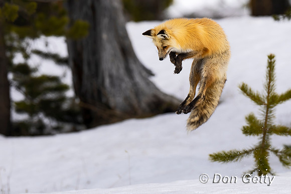 Red Fox