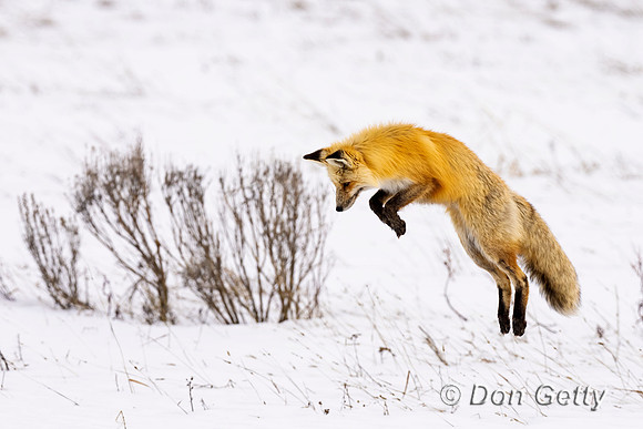 Red Fox